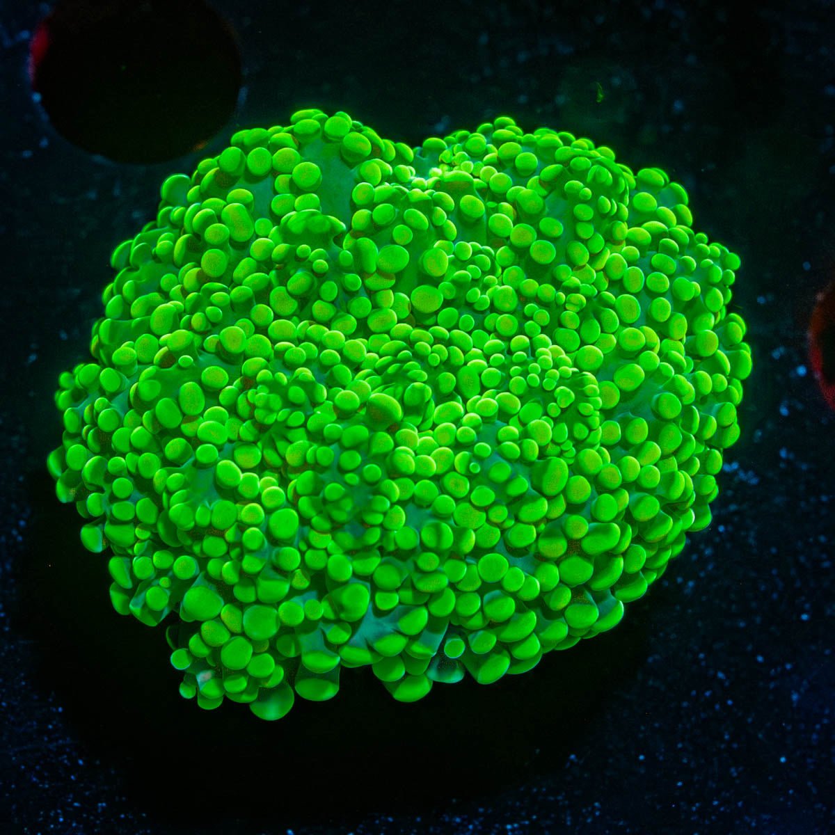 NEON Green Octospawn - riptide aquaculture llc
