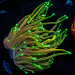 21 Tails Torch - riptide aquaculture llc