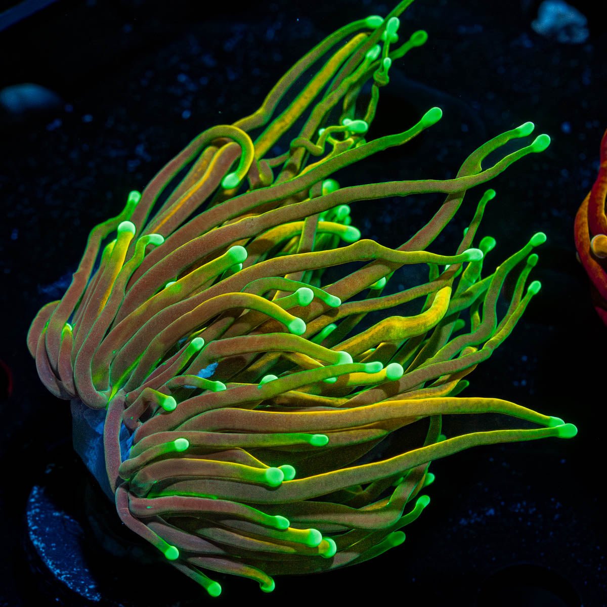 21 Tails Torch - riptide aquaculture llc