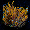 Gold Torch - riptide aquaculture llc