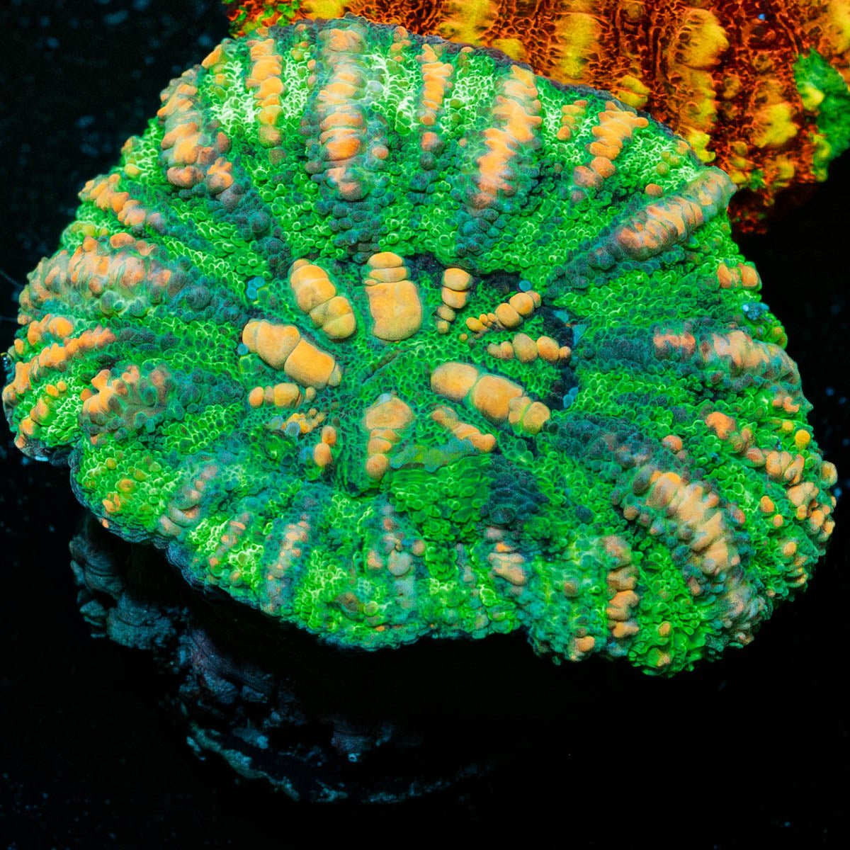 Ultra Button Scoly - riptide aquaculture llc