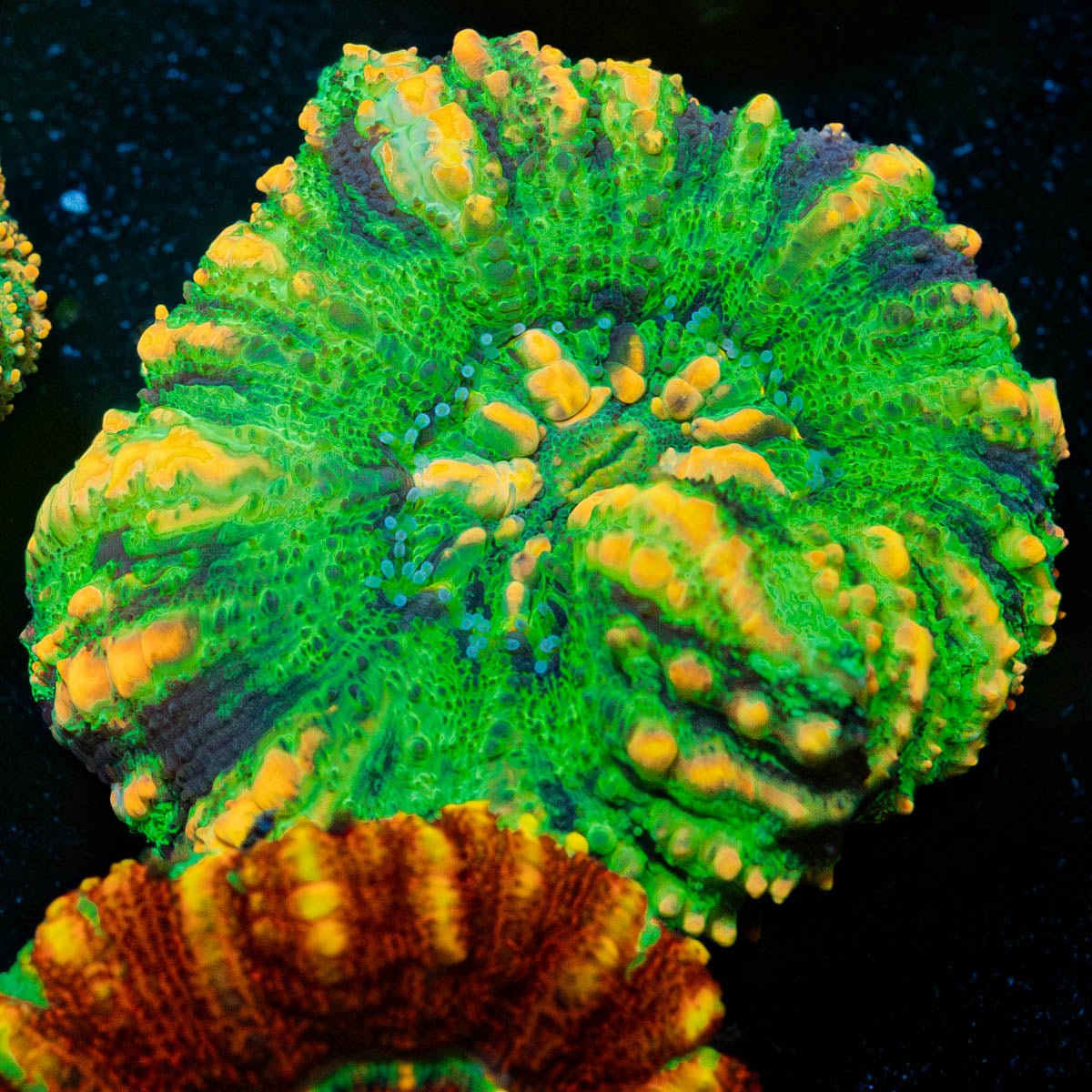 Ultra Button Scoly - riptide aquaculture llc