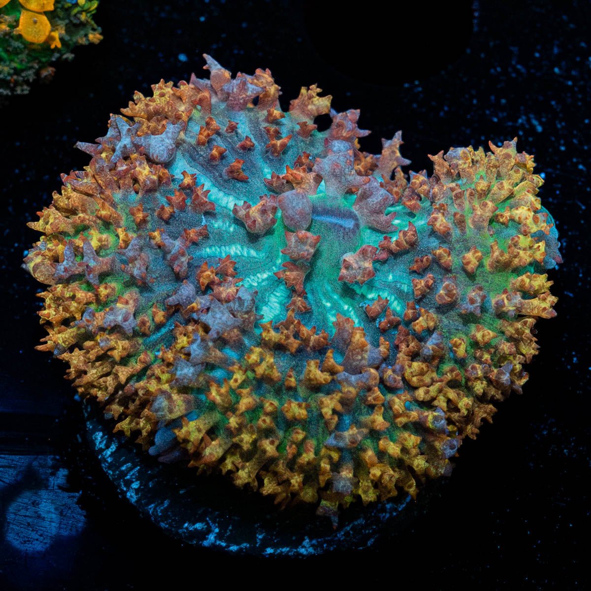 Orange Cream Saint Thomas Mushroom - riptide aquaculture llc