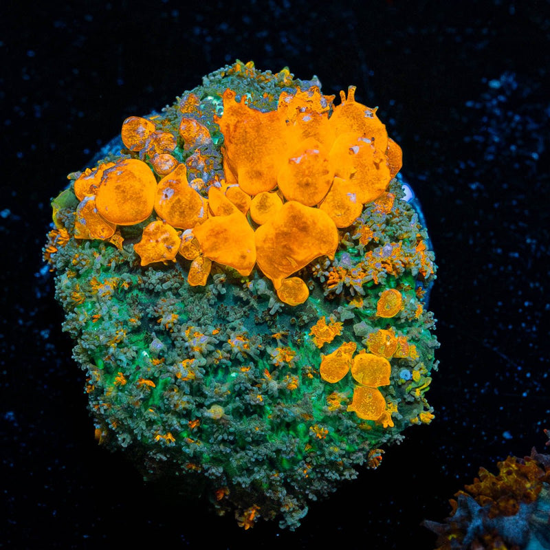 Sunkist Bounce Mushroom