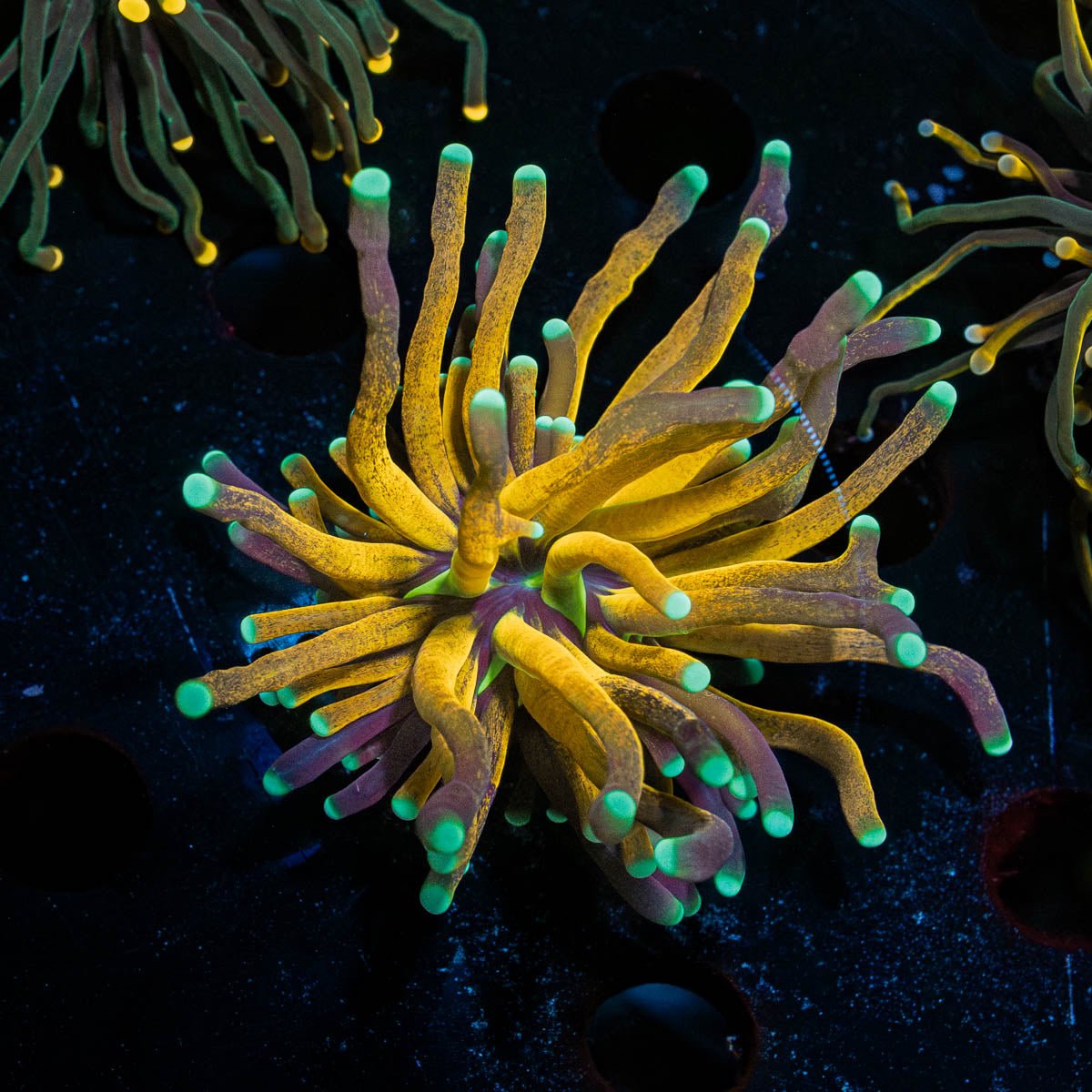 Tiger Torch - riptide aquaculture llc