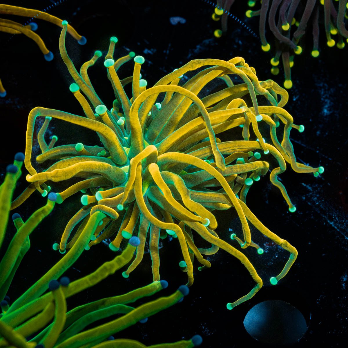 Dark Souls Torch - riptide aquaculture llc