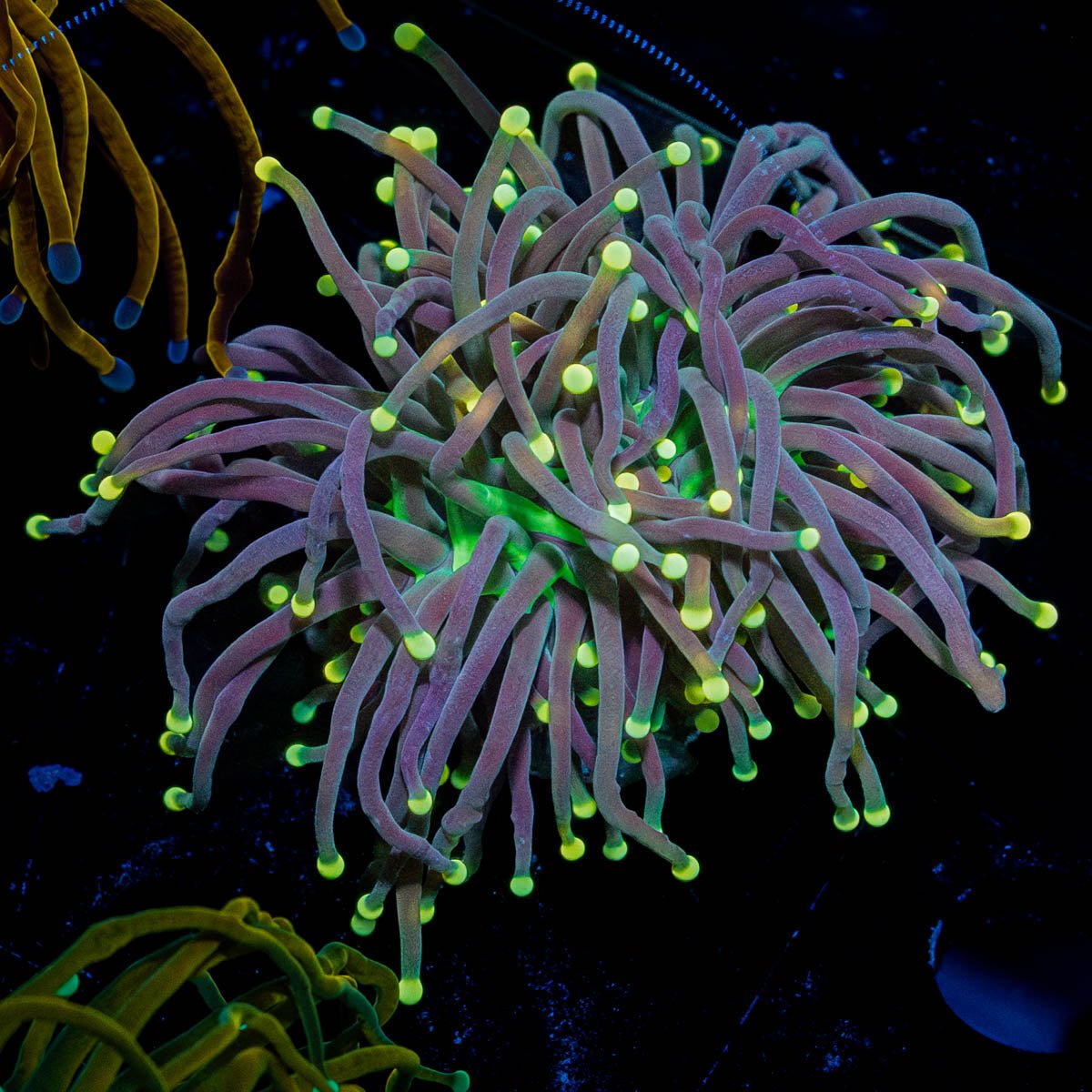 High Beam Torch - riptide aquaculture llc