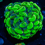 Ultra Slatter Hammer - riptide aquaculture llc