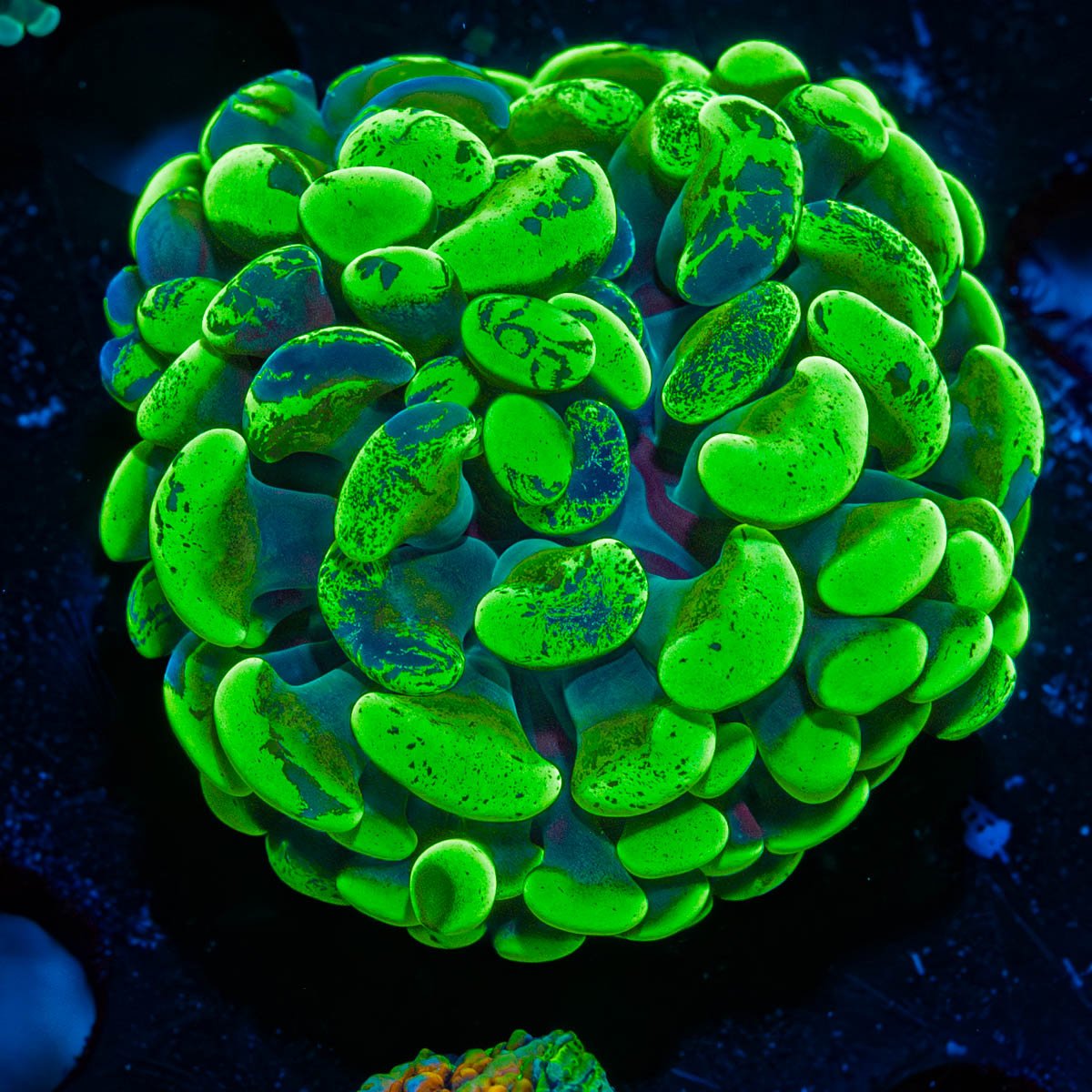 Ultra Slatter Hammer - riptide aquaculture llc