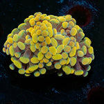 Gold hammer - riptide aquaculture llc