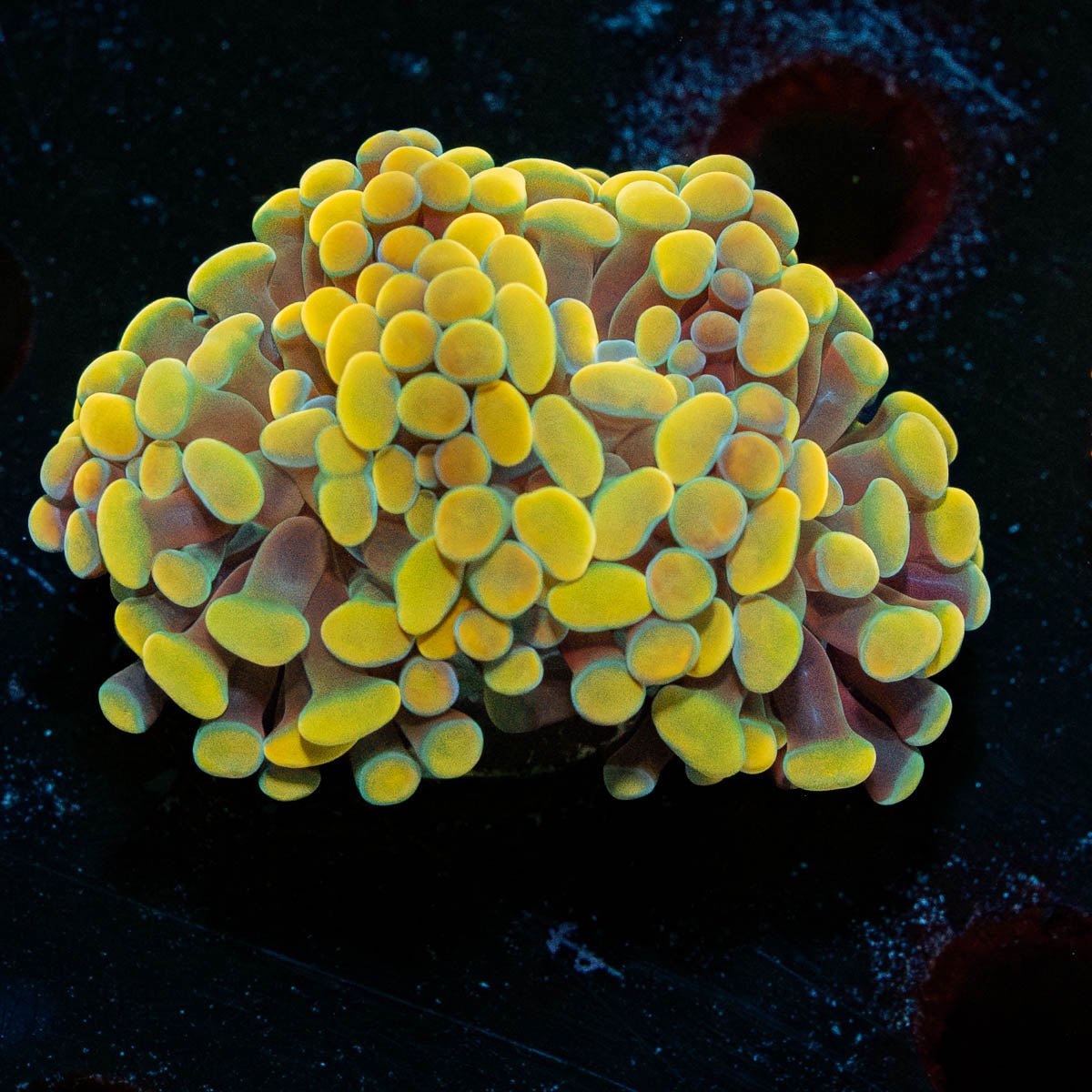 Gold hammer - riptide aquaculture llc