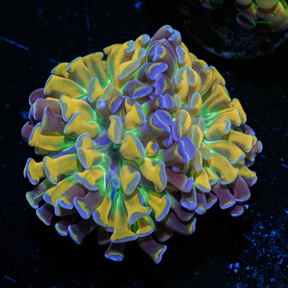 Crown Royal Hammer - riptide aquaculture llc