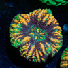 Ultra Button Scoly - riptide aquaculture llc