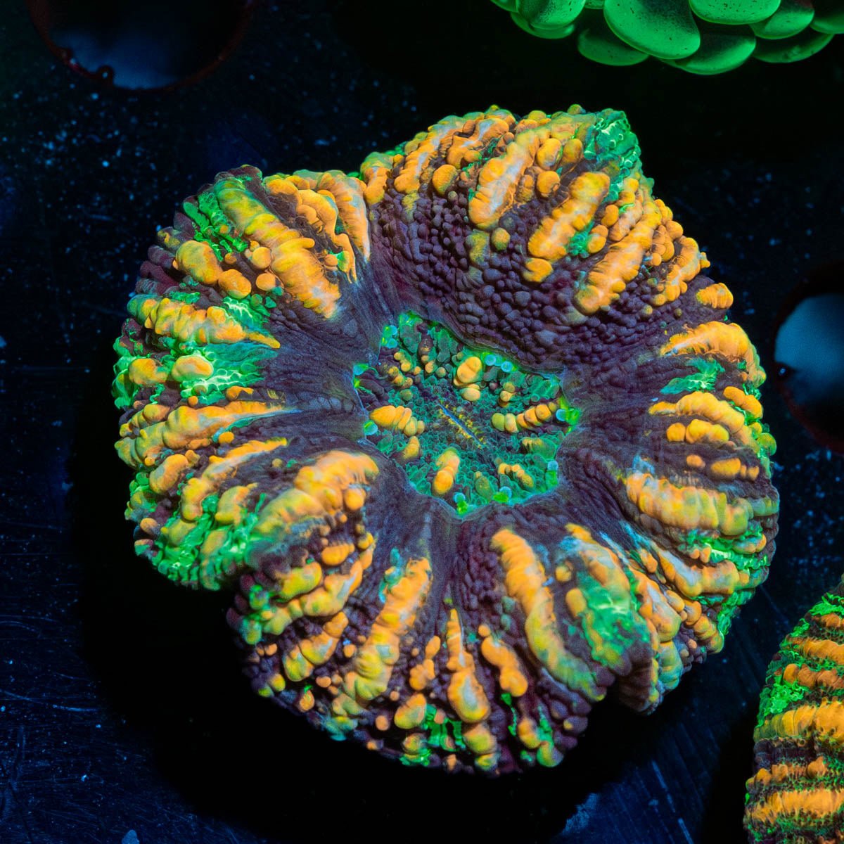 Ultra Button Scoly - riptide aquaculture llc