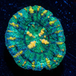 Ultra Button Scoly - riptide aquaculture llc