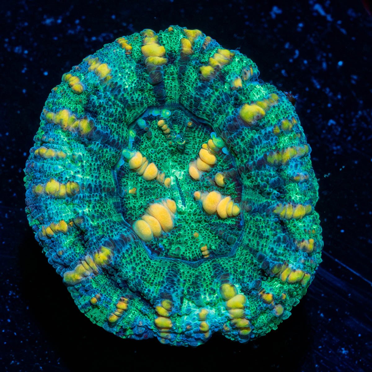 Ultra Button Scoly - riptide aquaculture llc