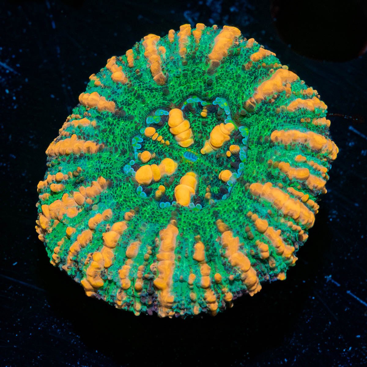 Ultra Button Scoly - riptide aquaculture llc