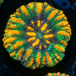 Ultra Button Scoly - riptide aquaculture llc
