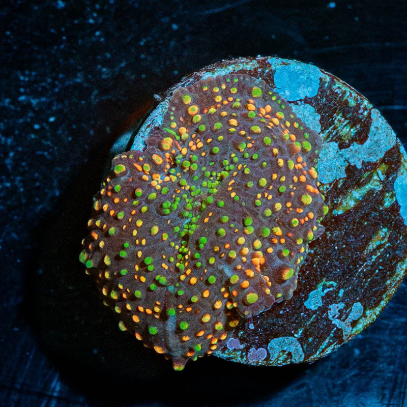 Rainbow Interstellar  Mushroom