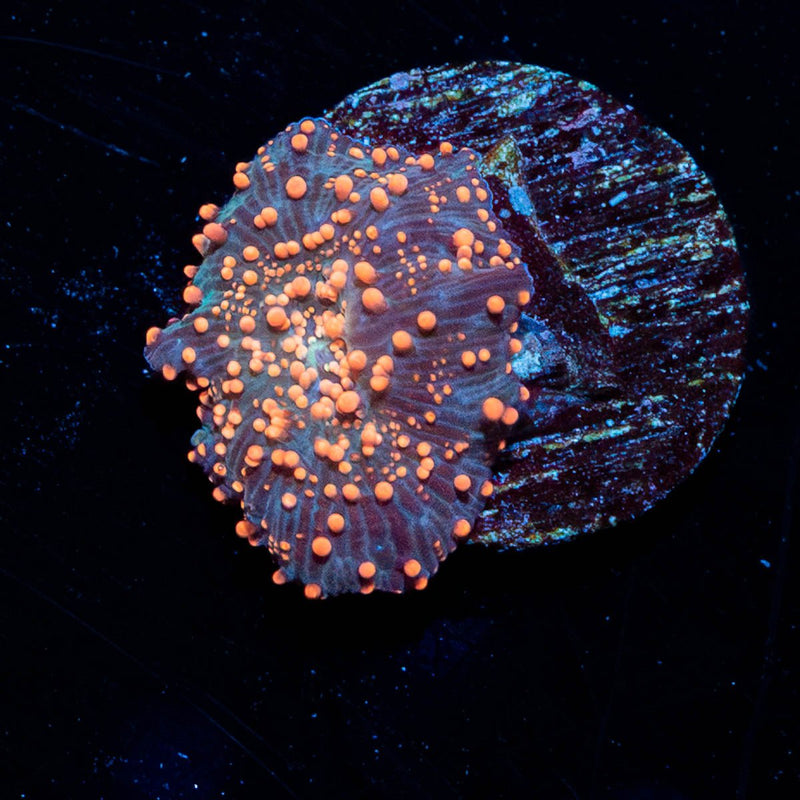 Rose Interstellar mushroom