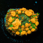 SunKist Bounce Mushroom - riptide aquaculture llc