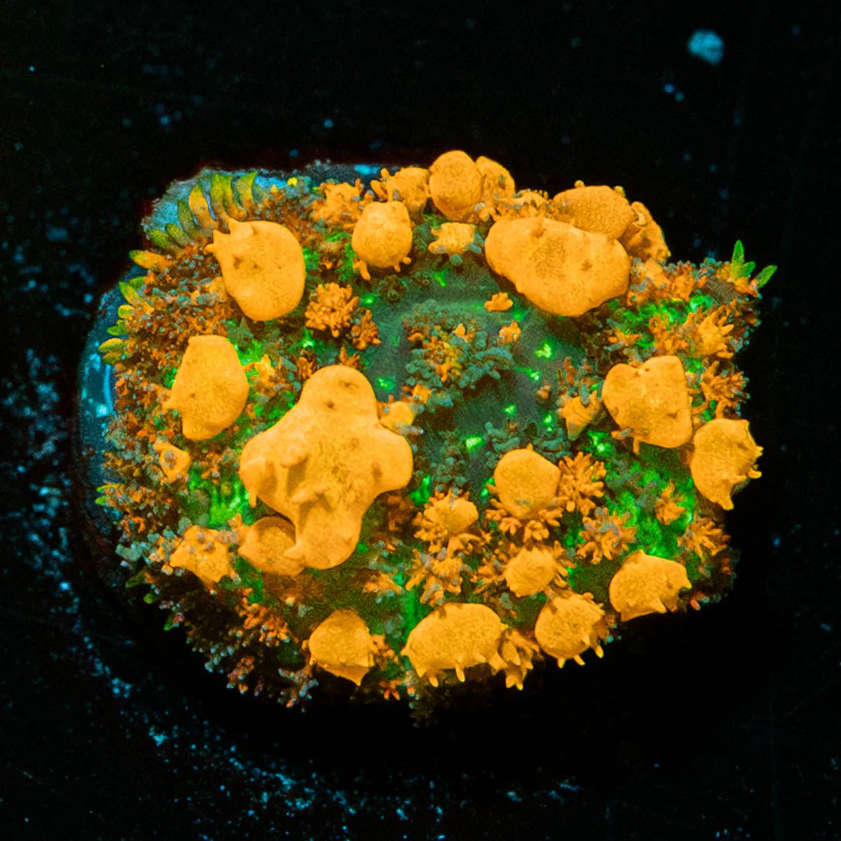 SunKist Bounce Mushroom - riptide aquaculture llc