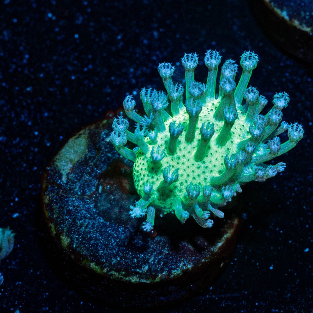 MTn Dew Toadstool Leather - riptide aquaculture llc