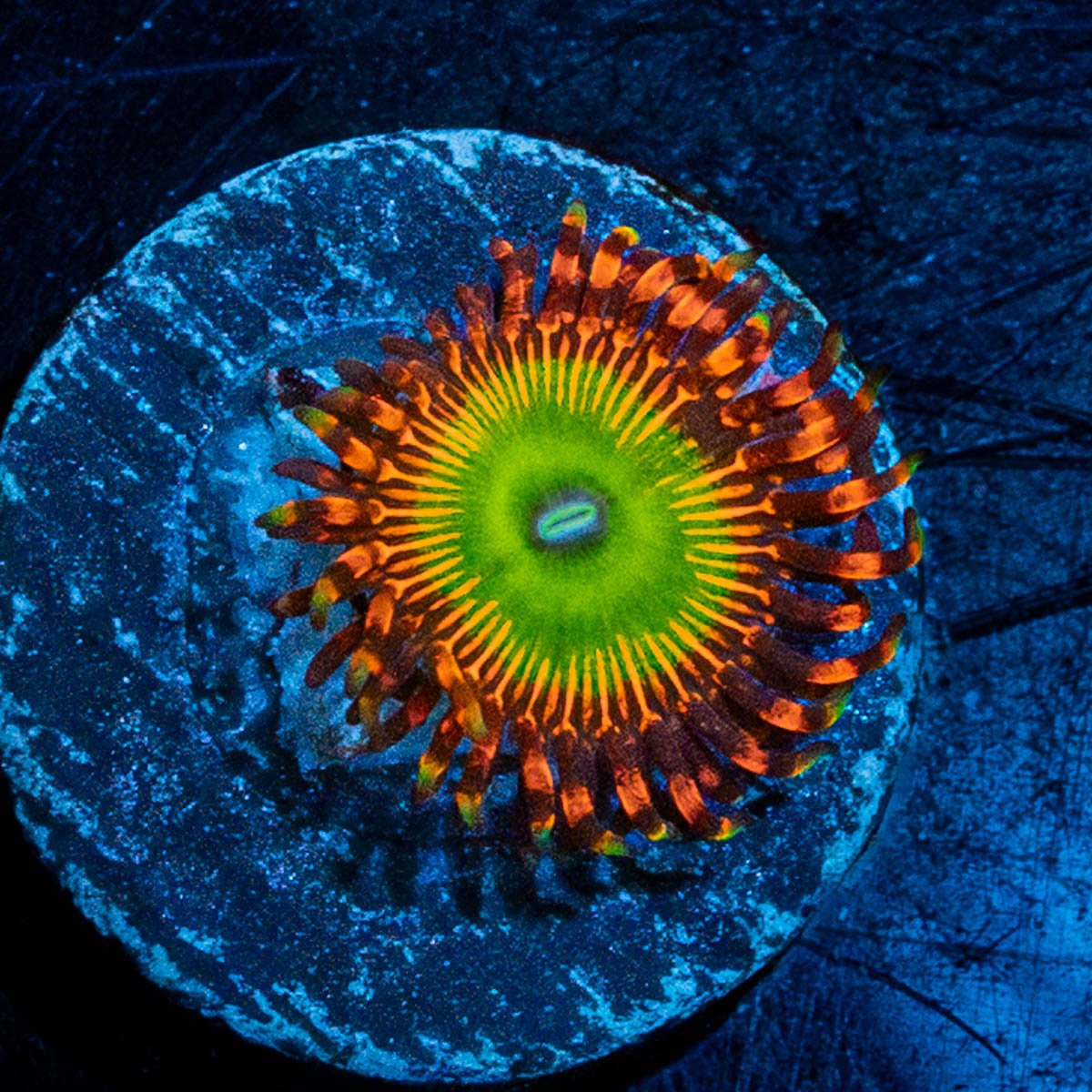 Bowser Zoanthid - riptide aquaculture llc