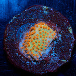 Burning Banana Stylostinellia - riptide aquaculture llc