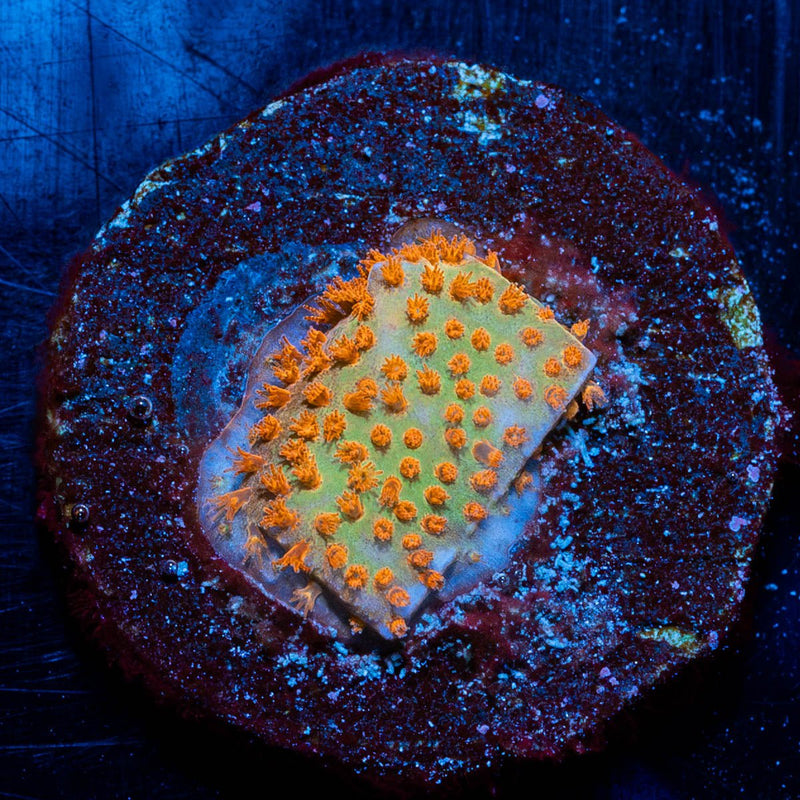 Burning Banana Stylostinellia