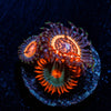 Valkarys Zoanthids - riptide aquaculture llc