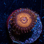 Aztec Warriors Zoanthid - riptide aquaculture llc