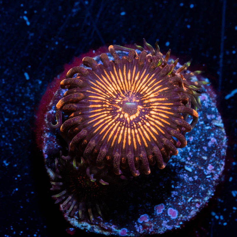 Aztec Warriors Zoanthid