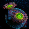 Tinker Bells Zoanthid 