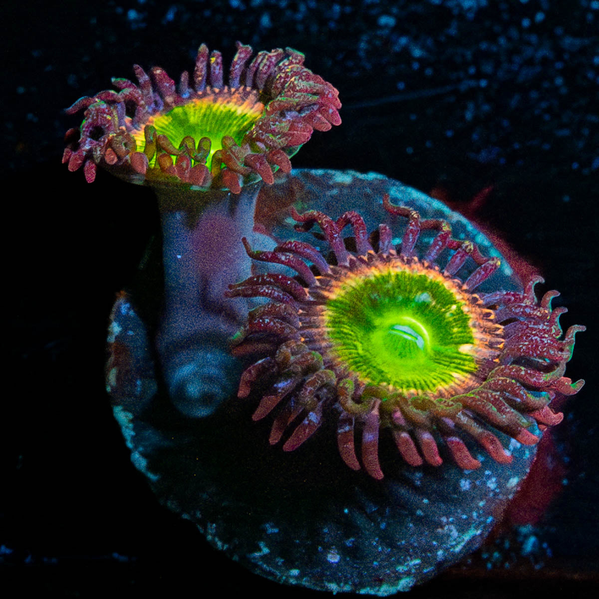 Tinker Bells Zoanthid 