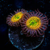 Sunny D,s Zoanthid 