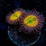 Sunny D,s Zoanthid 