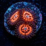 VAlkyries Zoanthid 
