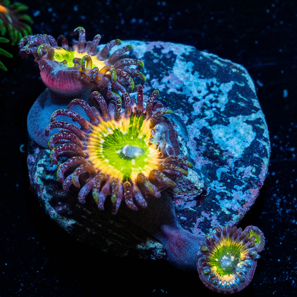 Tinker Bells Zoanthid 