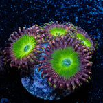 Candy Apple Greens Zoanthid 
