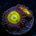 Hayfever Zoanthid 