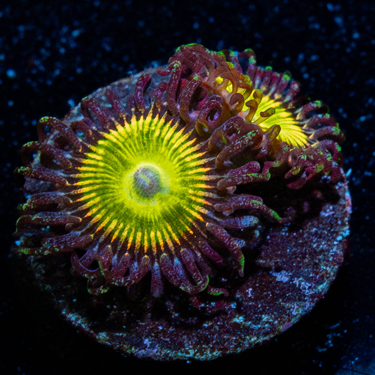 Hayfever Zoanthid 