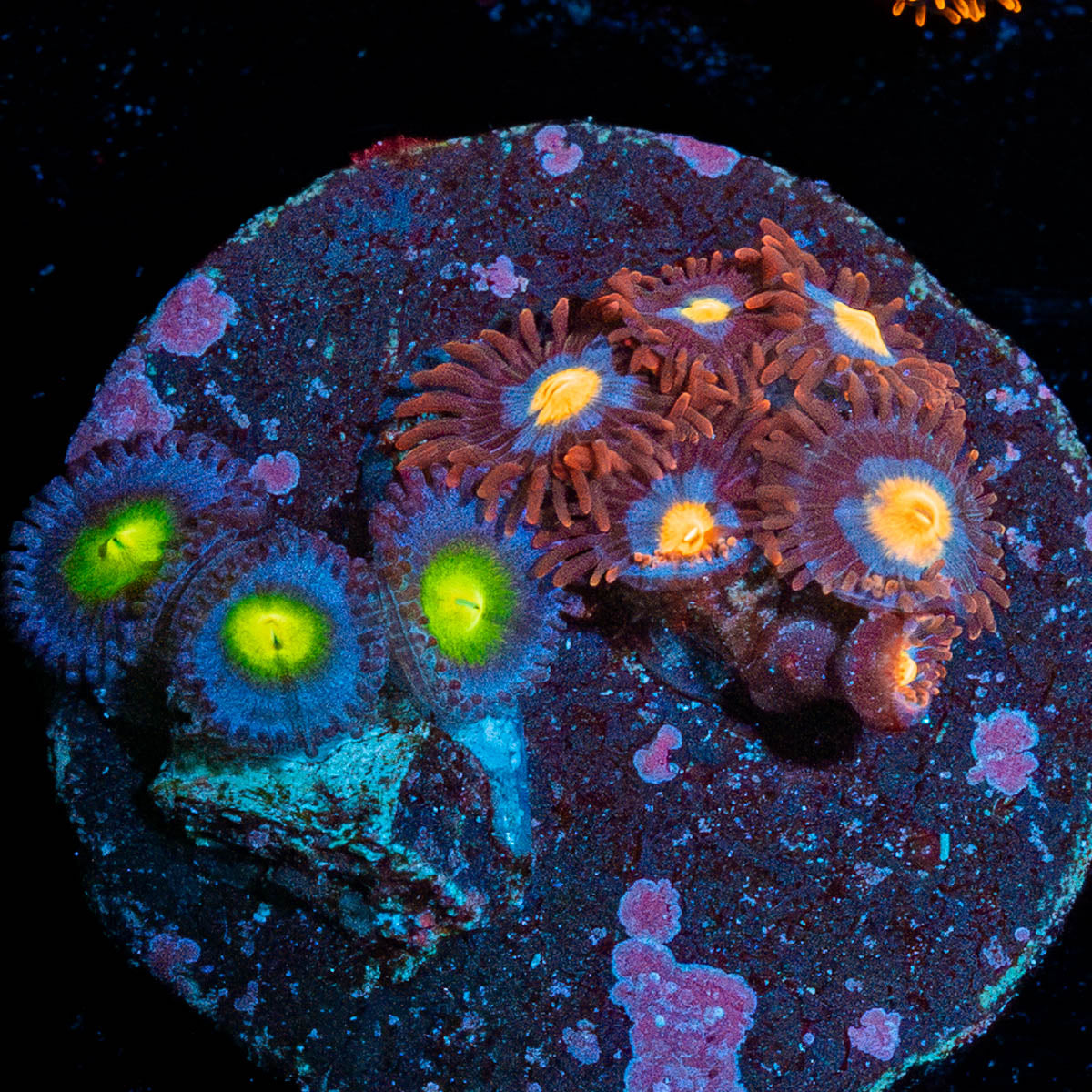 Zoanthid Combo Plug 