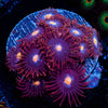 Zoanthid Combo Plug 