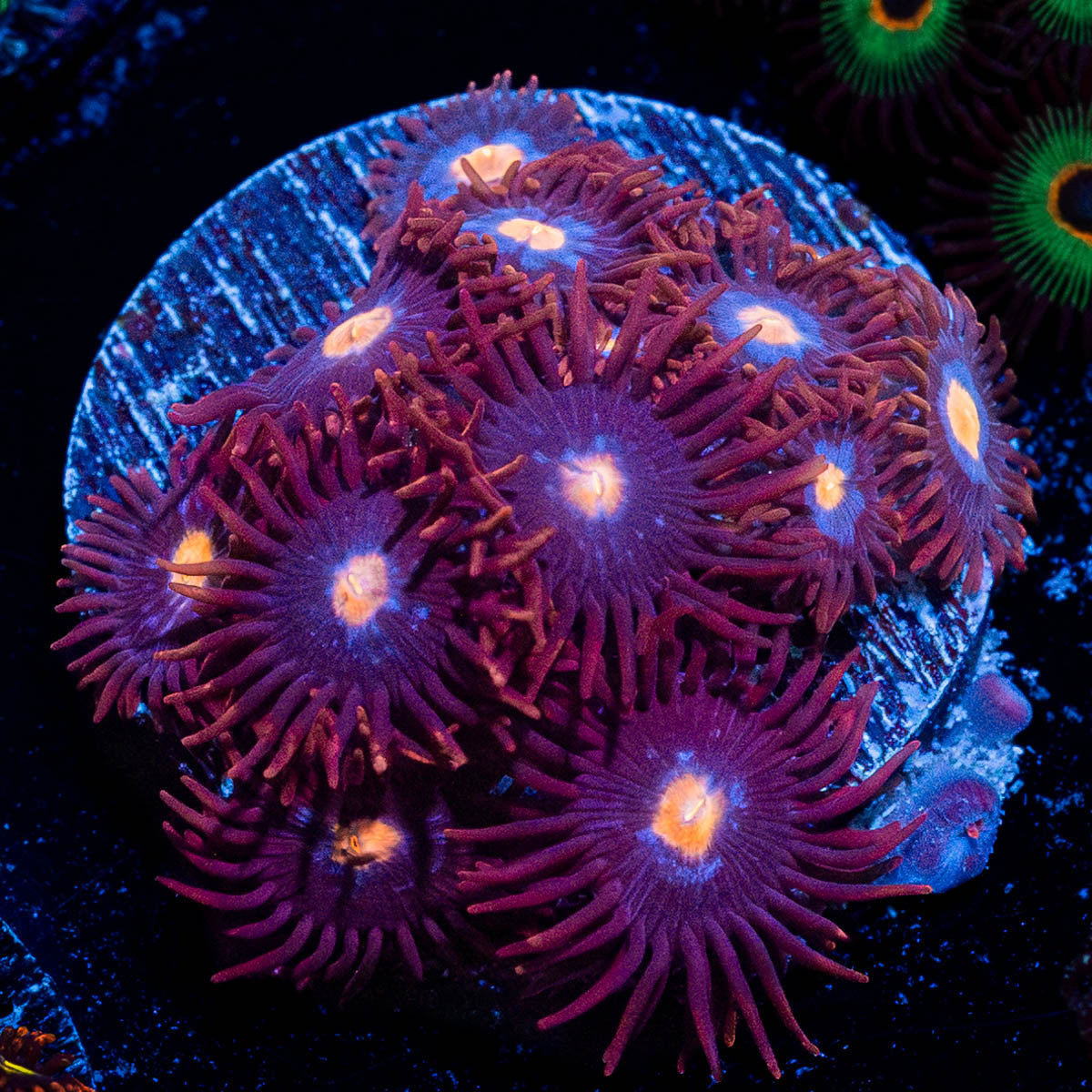 Zoanthid Combo Plug 