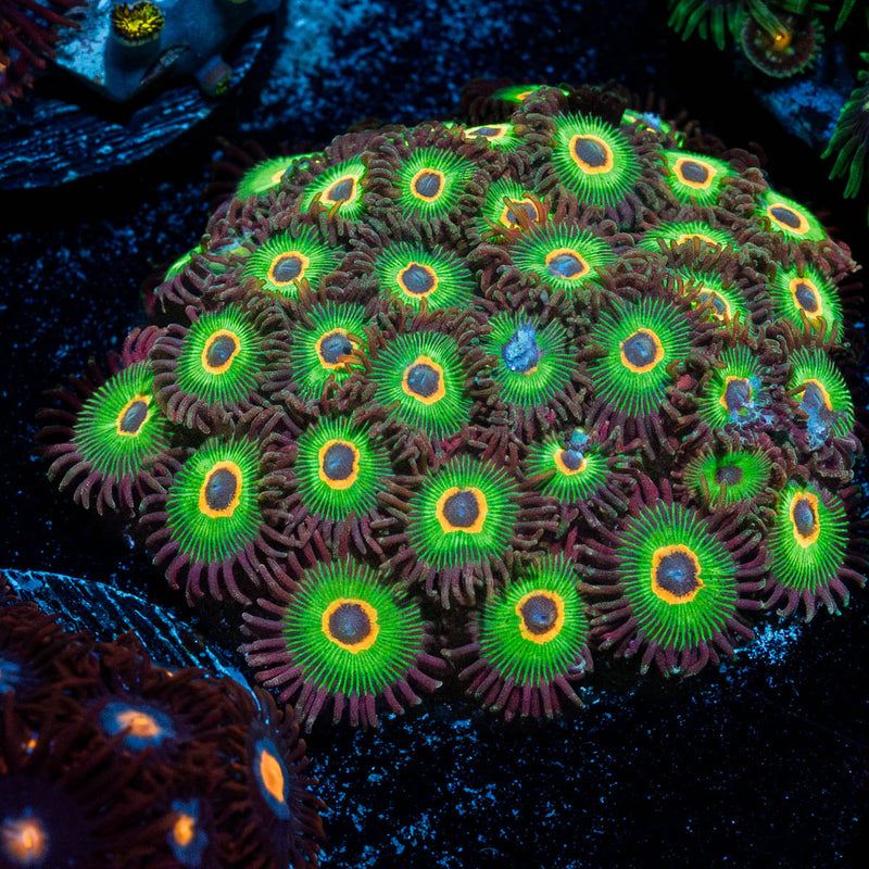 Bob Marley's Large Zoanthid