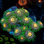 Daisy Cutters Zoanthid 