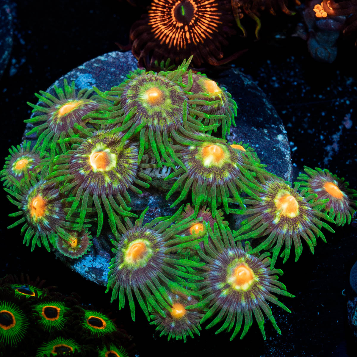 Daisy Cutters Zoanthid 
