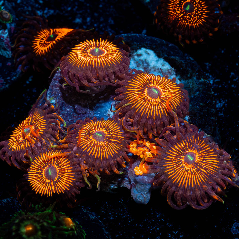 Aztec Warrior Zoanthid