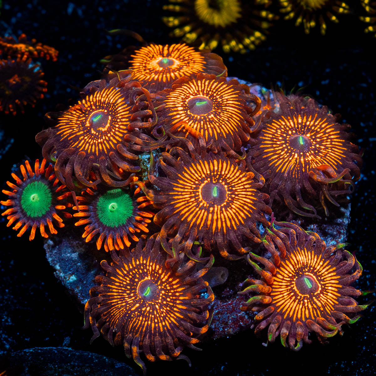 Aztec Warrior Zoanthid 